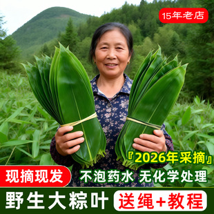 粽叶新鲜粽子叶大号包粽子专用现摘野生棕叶特大湖南箬叶布衣素食
