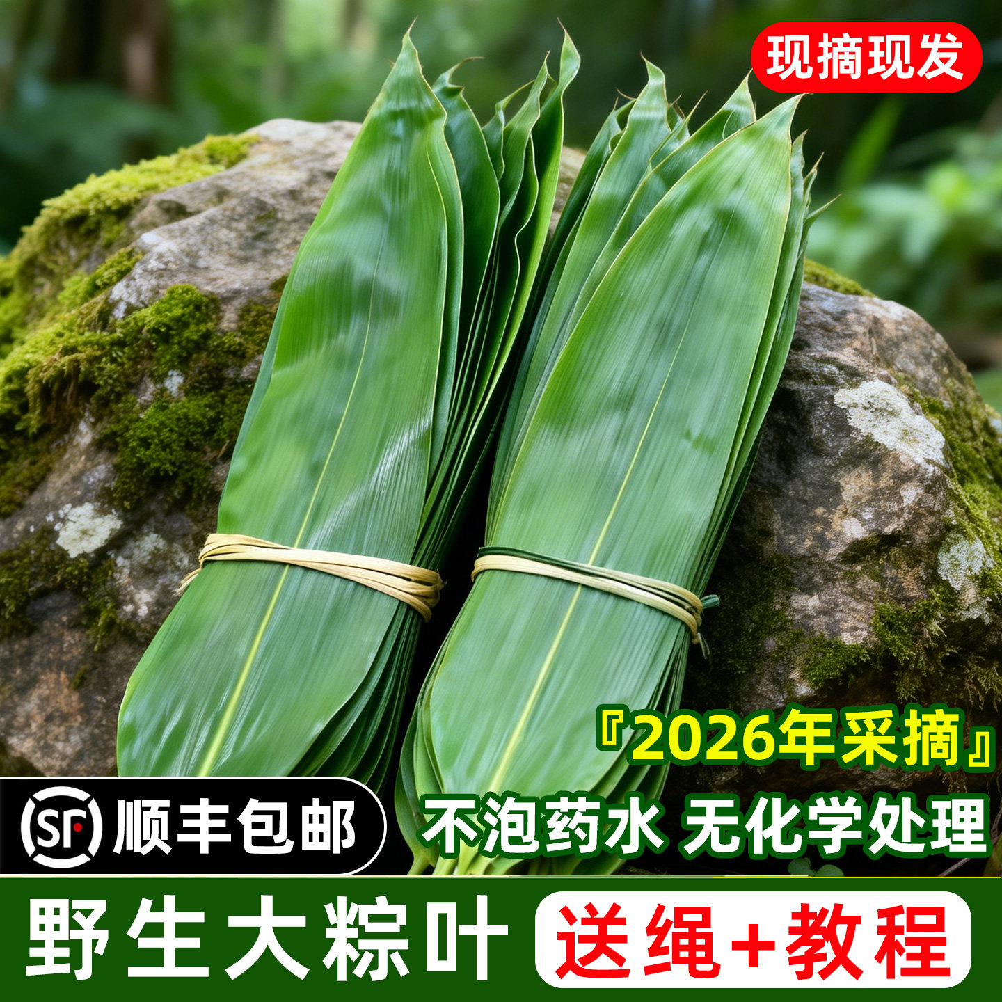 粽叶新鲜粽子叶大号包粽子专用现摘野生棕叶特大湖南箬叶顺丰直发