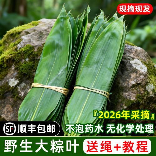 顺丰直发新鲜粽叶大号粽子叶棕叶