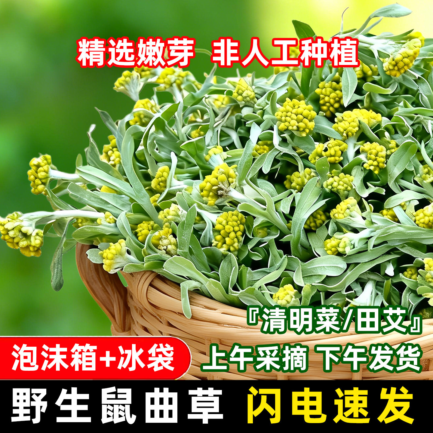 湖南鼠曲草野生清明菜鼠耳草黄花白艾田艾草糍粑青团原料新鲜现摘