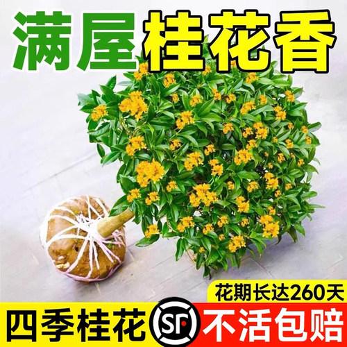 桂花树苗盆栽四季桂室内浓香型花卉植物金桂大树地栽花园开花丹桂
