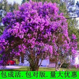 丛生紫薇树苗庭院种植大型紫薇花盆栽美国红火箭绿化风景树苗耐寒