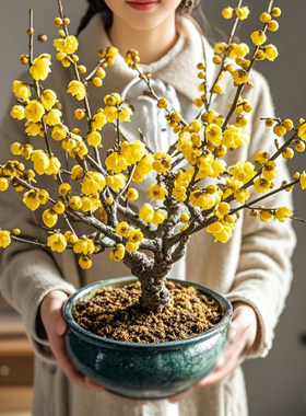 素心腊梅花树苗盆栽耐寒冻老桩庭院嫁接原生红梅阳台盆景花卉植物