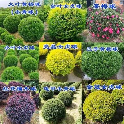 常绿小叶女贞黄杨圆球庭院