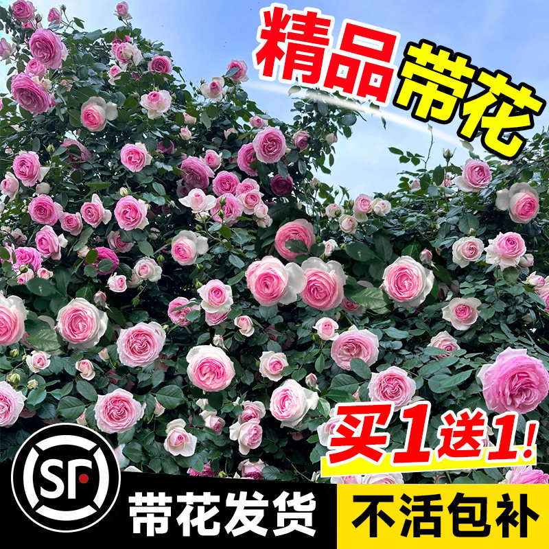 1米8母系大苗蔷薇花苗藤本月季特大花爬藤植物四季开花卉盆栽玫瑰