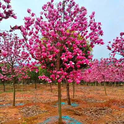 耐寒玉兰花树苗带花苞红白紫玉兰树室外庭院种植花卉盆栽绿化大树