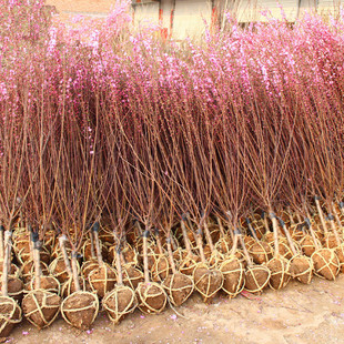 满天星重瓣小桃红榆叶梅美人梅红梅绿梅树苗适合南北方行道树种植