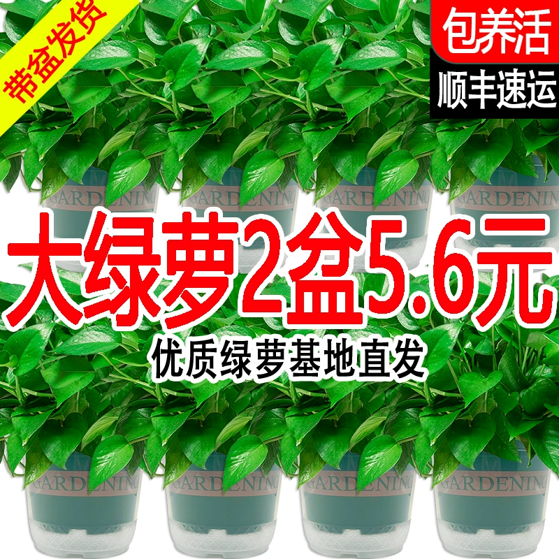 绿萝盆栽室内植物新房家用吸除甲醛净化空气水培绿植花卉长藤绿萝