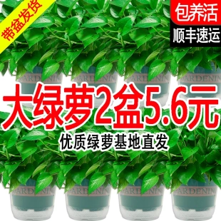 绿萝盆栽室内植物新房家用吸除甲醛净化空气水培绿植花卉长藤绿萝