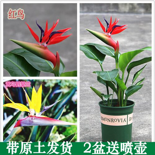 鹤望兰庭院客厅极乐鸟观花植物
