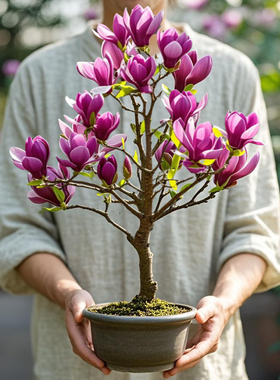 玉兰花树苗矮化盆栽大树苗庭院耐寒带花苞牡丹广玉兰四季好养植物