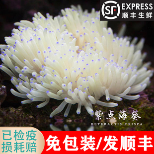 白紫点葵 糖心红肚葵 海葵奶嘴珊瑚 紫须长须地毯 荧光绿彩色地毯