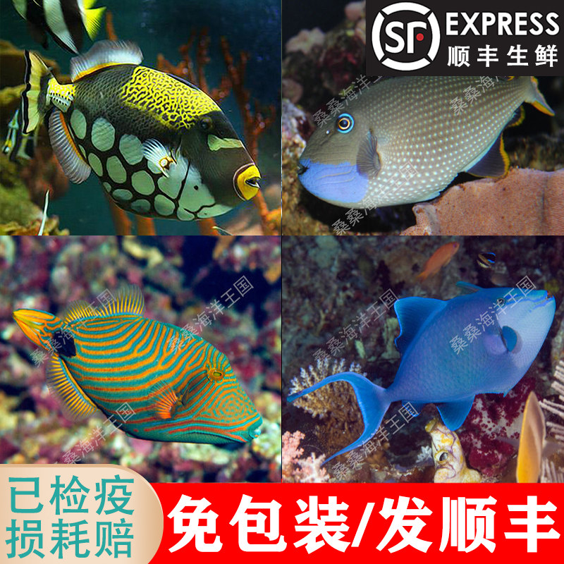 魔鬼炮弹鱼 蓝面炮弹小丑白尾红尾炮弹绿毛炮弹蓝纹炮弹鱼小丑鱼