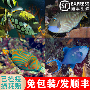 魔鬼炮弹鱼 蓝面炮弹小丑白尾红尾炮弹绿毛炮弹蓝纹炮弹鱼小丑鱼