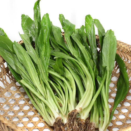 香菜泰国芫茜泰国香菜刺芹