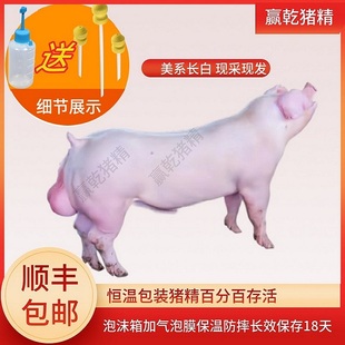 纯种太湖母猪新鲜猪精二元杜洛克长白大白太湖土香黑猪仔活苗包邮