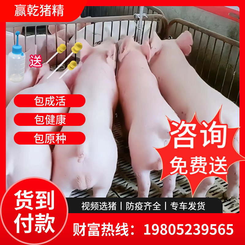 纯种太湖猪仔活苗新美系育肥