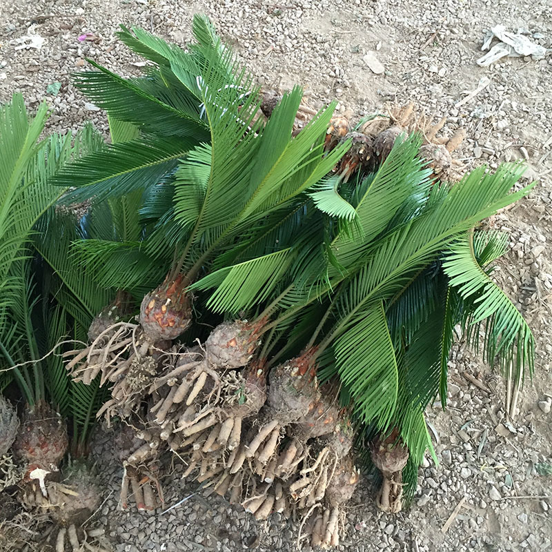 铁树小苗室内外植物庭院净化空气
