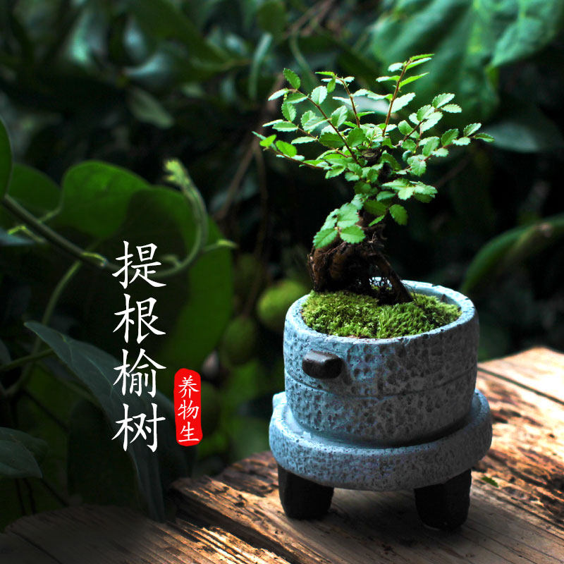 小榆树盆景 微型盆景拇指盆景微景观 趣味盆栽茶几盆栽绿植室内