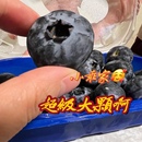 澳洲蓝莓王巨无霸钻石超级大蓝莓鲜果珍宝jumbo200g脆甜花香味浓