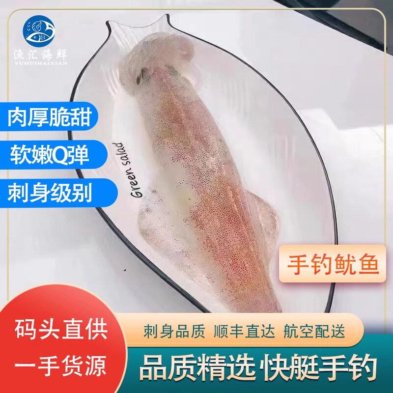 东山岛海钓火箭鱿鱼鲜活刺身枪鱿大管透抽特大海鲜新鲜枪乌贼五斤
