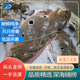 红膏三点蟹有红膏鲜活冻水产三目蟹三眼蟹可生腌野螃蟹满3斤 包邮