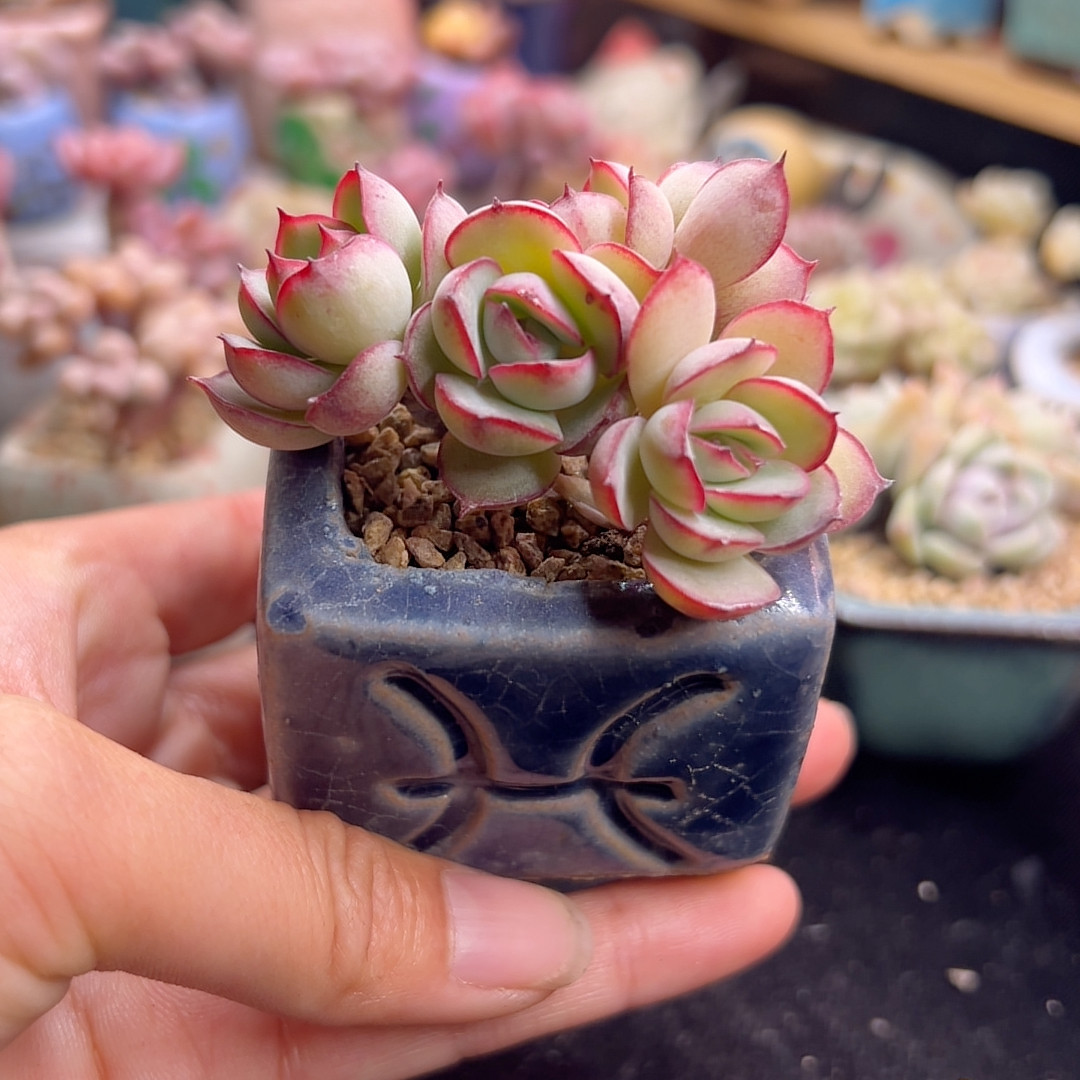 牡丹亭 带盆土,鲜花速递/花卉仿真/绿植园艺,多肉植物,淘宝优惠券,粉丝福利购,淘宝优惠卷