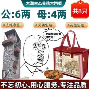 苏州生态养殖太湖大闸蟹公6两母4两8只中秋礼盒鲜活螃蟹 活蟹