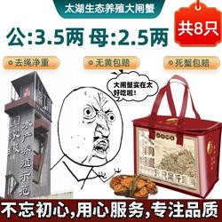 【活蟹】苏州太湖大闸蟹生态养殖公3.5两母2.5两共8只礼盒装螃蟹