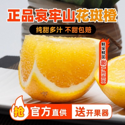 【官方直供】正宗褚花斑橙子纯甜