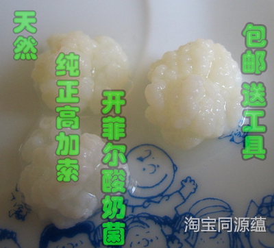 高加索kefir开菲尔菌种酸奶发酵菌优酪乳包邮 不同雪莲菌西藏灵菇