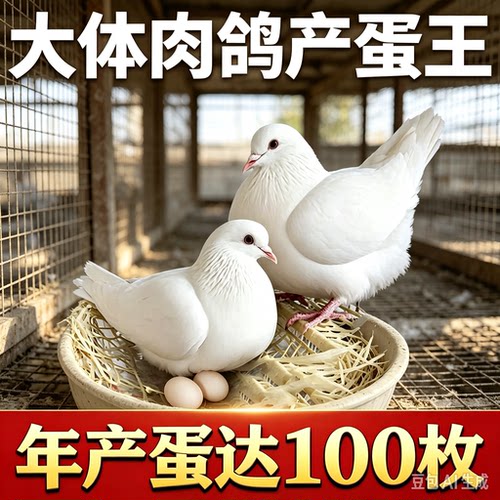 正宗纯种元宝鸽子特大体种鸽幼鸽观赏肉鸽一公一母包活下蛋