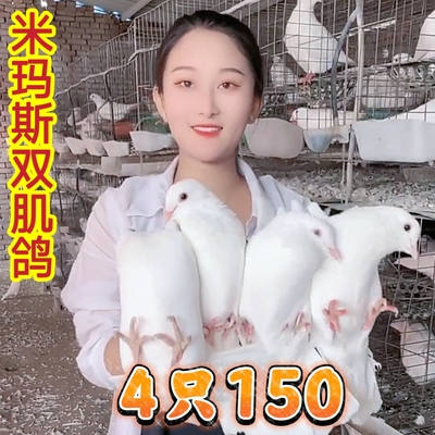 白色肉鸽米玛斯双肌鸽大体活鸽子落地王鸽种鸽包下蛋青年幼鸽包活