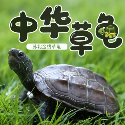纯种中华草龟活物外塘小乌龟活体苏北金线龟观赏宠物龟长寿乌龟