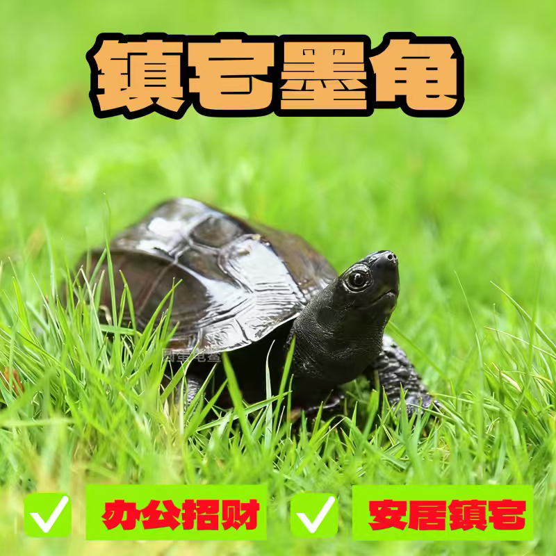 【镇宅墨龟】乌龟活物长寿乌龟观赏宠物龟中华草龟外塘小乌龟活体
