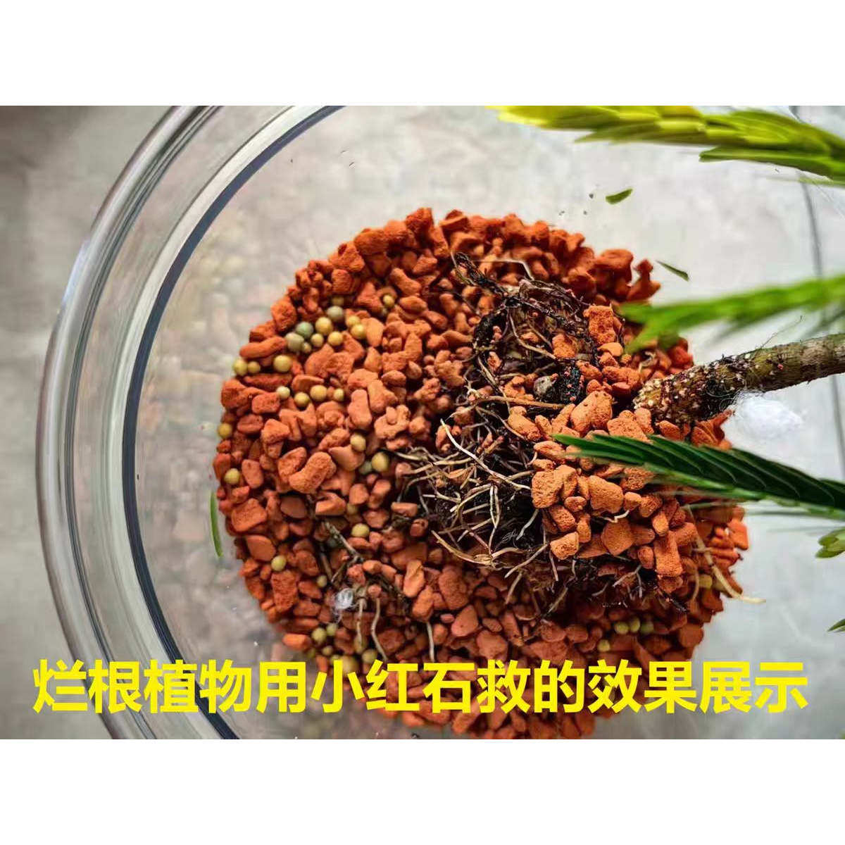 德国小红石水培绿植基质土铺面