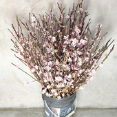 新鲜桃枝水培摆件室内开花客厅办公室插花瓶寓意美好绿植泡水干枝