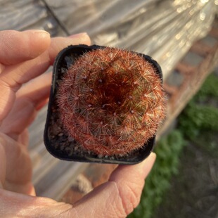 红刺嘉文丸仙人球软刺不扎手的稀有开花防辐射