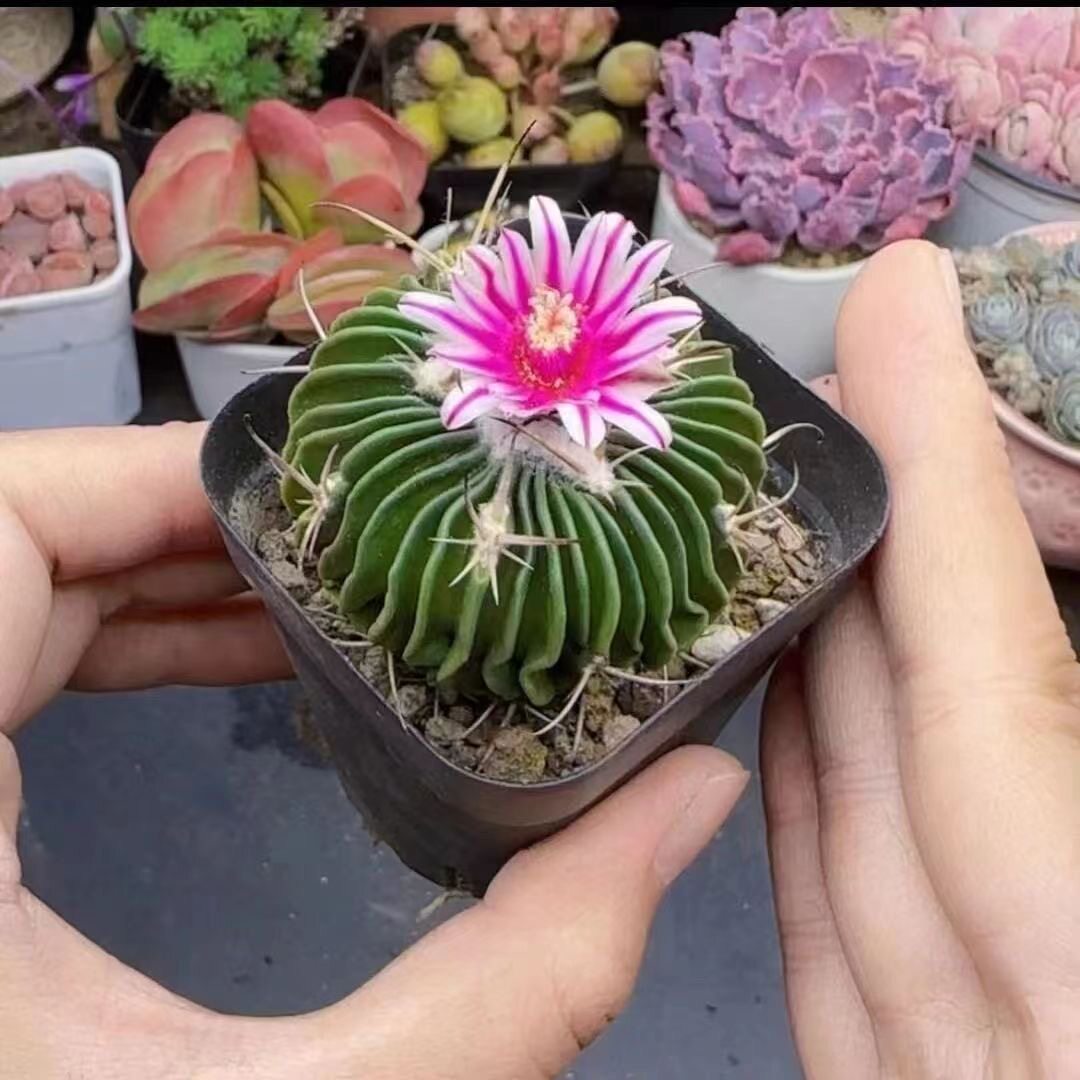 多棱玉实生仙人球开花多肉植物仙多肉植物