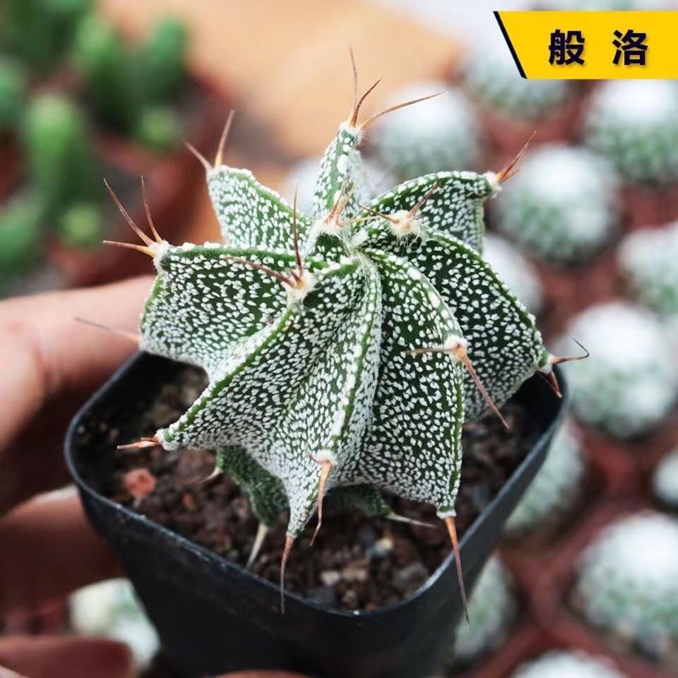 般若仙人球多肉植物办公室内开花防辐射趣味新手好养