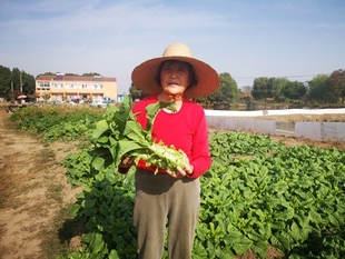 新鲜蔬菜 今年是老品种红莴笋 露天 3月开卖 自然农法 13年老店