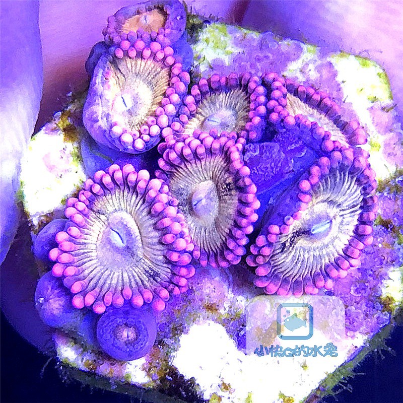 粉色拉链粉色星云大种纽扣活珊瑚 海水鱼缸水族活体生物新手推荐