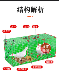 户外抓鸽子神器全自动补鸽笼跳笼扑鸽子陷阱天落笼捉鸽器