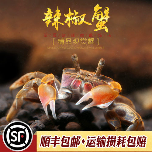 水草缸生态瓶水陆宠物缸