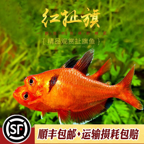 扯旗小型混养活体水族乡