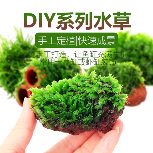 水族diy水草大全火山石莫斯青藻