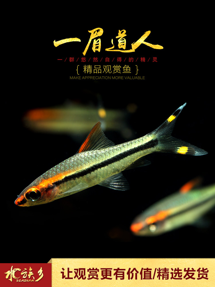 Artificial eyebrow Taoist Tropical pet ornamental fish Lamp fish Freshwater grass tank small fish Red eyebrow Taoist living body