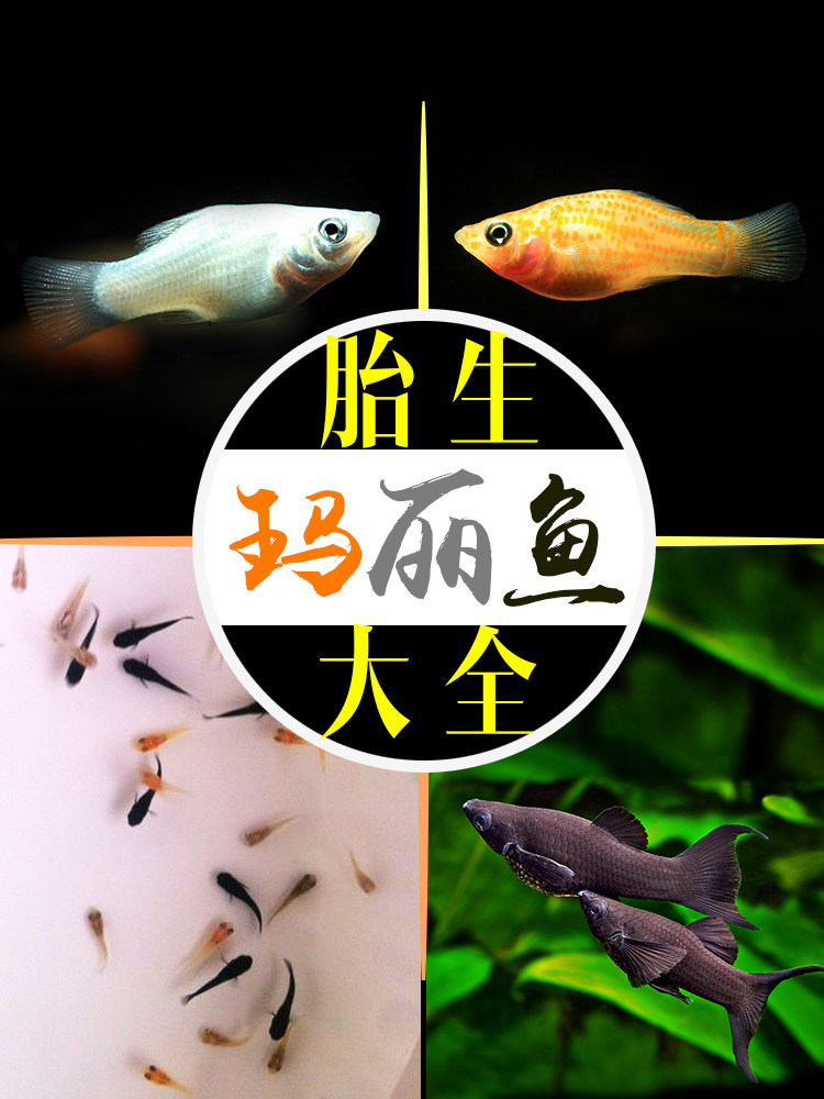 Mary fish Viviparous fish Black silver gold Mary ball fish Black tail tricolor Mary tropical freshwater novice ornamental fish live