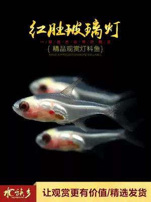 Aquarium Township] Red belly glass lamp water plant aquarium transparent fish small tropical ornamental freshwater group swimming fish live