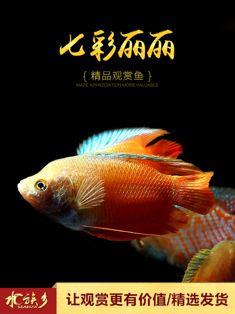Colorful Lili fish Small tropical aquarium fish Multicolored Lili blood red blue Lili grass tank fish Pearl vest live